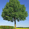 Luojuny Bodhi-Baum-Samen, 5 Stück/Beutel, Bodhi-Baum-Samen, leichte, immergrüne, ineinander verschlungene Wurzel-Bonsai-Garten-Ficus-Religiosa-Samen zum Pflanzen Bodhi-Samen