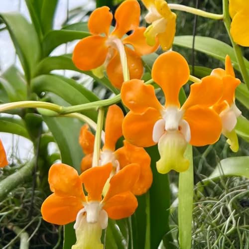 semi di orchidea vanda, piante d'appartamento che purificano l'aria orchidee piante resistenti per giardino roccioso, semi di fiori recisi piante da esterno resistenti piante rare, 120pcs