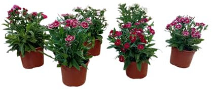 Set de 6 Claveles Naturales Plantas Vivas con Flor para el Jardín o Maceta