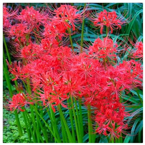 Ideal para Naturalizar bajo Árboles-Pétalos Ondulados y Gráciles - Bulbos de Lycoris - lycoris radiata bulbos-4 Bulbos-B