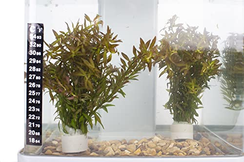 PondPlantsUK 2 x Live Plants for aquascaping, mosses, Fern, Tropical Aquatic Plants in Ceramic Weights (Ludwigia Arcuata)