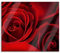 rote Rosen Herdabdeckplatte & Spritzschutz aus Echtglas | Für Herd-Kochfelder | 60x52 cm