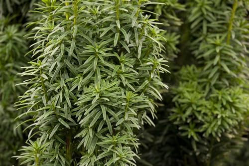 Taxus baccata 'David' 50-60 cm - Eibe, immergrün, ideal für Hecken und Formgehölze, winterhart, pflegeleicht