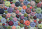Piatnik 5488 Seeigel Puzzle
