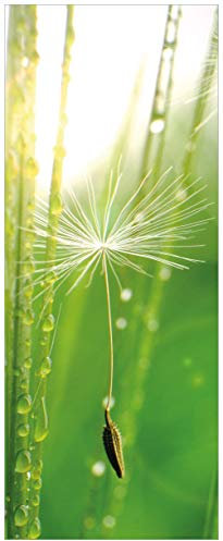 Wallario Glasbild Pusteblume Nahaufnahme - 50 x 125 cm Wandbilder Glas in Premium-Qualität: Brillante Farben, freischwebende Optik