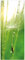 Wallario Glasbild Pusteblume Nahaufnahme - 50 x 125 cm Wandbilder Glas in Premium-Qualität: Brillante Farben, freischwebende Optik