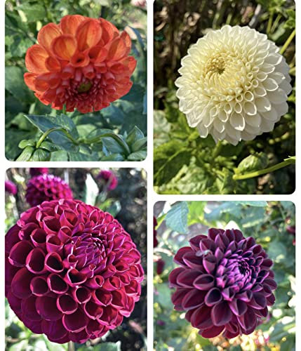 5 x Mixed Coloured 'Pompon' Dahlias (Tubers to Plant Yourself) Free UK Postage