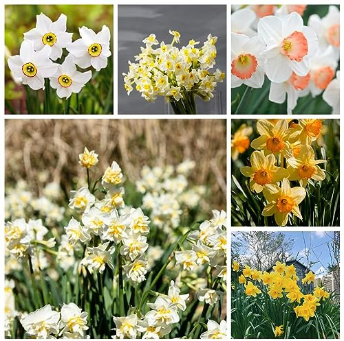 4 pcs Narzissen Zwiebeln Winterhart Mehrjährig, Frühjahrsblüher Garten Blumen Zwiebel Balkonpflanzen Winterhart Blumenzwiebeln Frühblüher Blumenzwiebeln Winterhart Frühlingszwiebeln