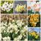 4 pcs Narzissen Zwiebeln Winterhart Mehrjährig, Frühjahrsblüher Garten Blumen Zwiebel Balkonpflanzen Winterhart Blumenzwiebeln Frühblüher Blumenzwiebeln Winterhart Frühlingszwiebeln