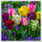 Tulpen – mehrjährige, seltene und schöne, winterharte Knollenblumen mit leuchtenden Farben, perfekt als Gartendekoration.-10 zwiebeln-A