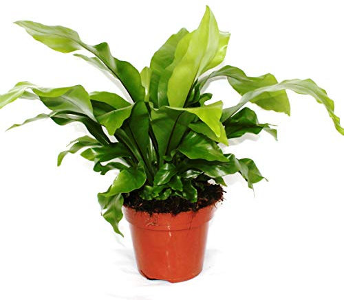 Asplenium nidus ca. 30 cm - Nestfarn - Luftreinigende Zimmerpflanze - Grünpflanze