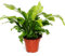 Asplenium nidus ca. 30 cm - Nestfarn - Luftreinigende Zimmerpflanze - Grünpflanze