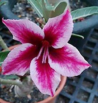 Pacchetto semi: 20 Semi Adenium Obesum Le rose del deserto Rare www Fairy-Magenta-us