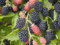 Pianta di More senza spine, frutti di bosco, frutto dolce