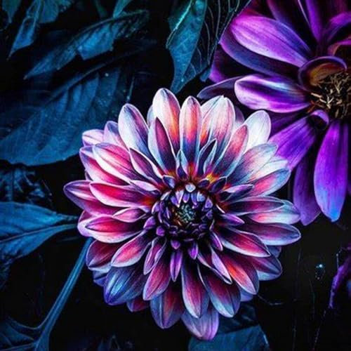 Winterhartes Pflanze,Dahlien Knollen Winterhart MehrjäHrig,Seltene Pflanzen, Dahlien Knollen Groß, Winterhartes, Winterharte Zwiebeln, Dahlienzwiebeln, Dahlia Pompon-2 Knollen-B