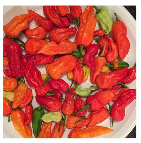 Stk - 5x Chili Bhut Jolokia hot pepper Bhut Jolokia Garten Pflanzen - Samen B892 - Seeds & Plants Shop by Ipsa