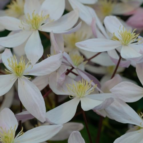 Clematis Armandii 'Apple Blossom' Seeds - Sweet Almond Fragrance - Vigorous Evergreen Climber - Low Maintenance - Ideal for Fences and Walls - 2X 2 Litre Potted Plants by Thompson & Morgan