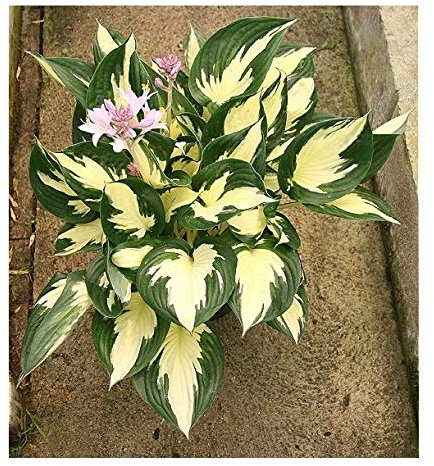 Hosta Whirlwind ex 2 Litre Pot