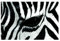 Bilderwelten Zebra Fototapete Tiere inkl. Kleister 336x225cm - Vliestapete Made in Germany - Zebra Muster Tapete Schlafzimmer - Fototapete Afrika - Zebra Tapete Wohnzimmer Flur T_4394