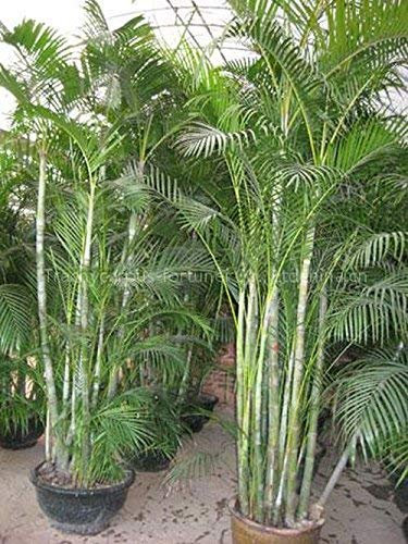 seedsown Dypsis lutescens Golden Cane Areca Palm, schnell wachsende Innen-Palme, 10 Samen