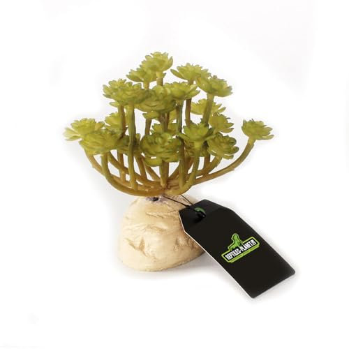 REPTILES PLANET - Green Succulent Aeonium - Plante Artificielle - Décoration pour Terrarium - 11 cm
