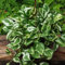 Semi di Pothos - pianta sospesa, piante verdi Epipremnum aureo - piante resistenti bonsai da interno bonsai piante da appartamento stanza piante rampicanti perenni piante perenni 50pcs