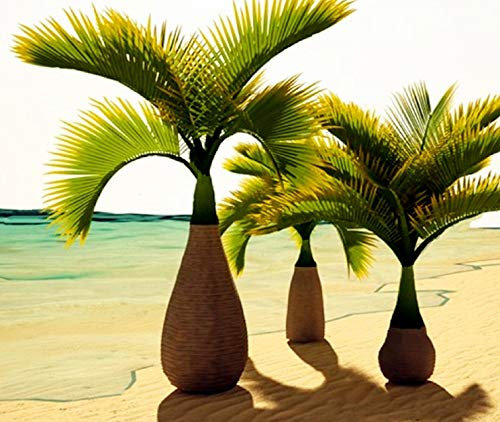 Bottiglia Palm Hyophorbe lagenicaulis 50 semi freschi u'll ottenere i migliori semi da HAWAII