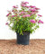 Rote Sommerspiere Spiraea japonica 'Anthony Waterer' im Topf gewachsen ca. 30-40cm