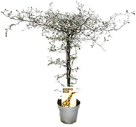 Exotenherz - Corokia cotoneaster - Zick-Zack-Strauch - Schnurbaum