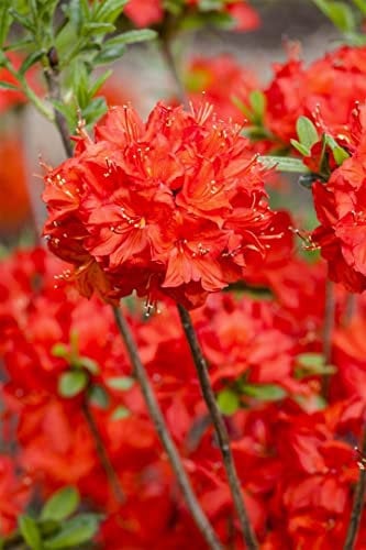 Rhododendron luteum 'Nabucco' 40-50 cm – Winterhart, Mehrjährig, Pflegeleicht – Azalee – Blütenstrauch für Garten & Beet