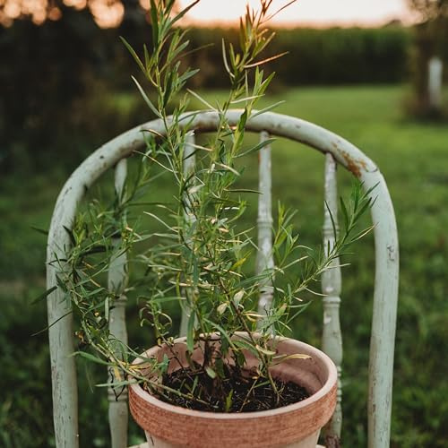 Russian Tarragon - 250 Tarragon Seeds for Planting, Thresh Seed Co.