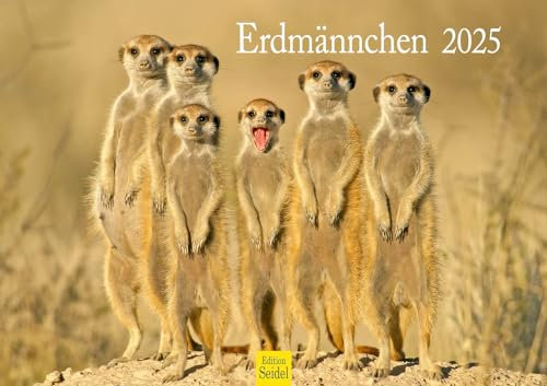 Edition Seidel Premium Kalender Erdmännchen 2025 Format DIN A3 Wandkalender Tierkalender Afrika Zoo Natur Rudel Säugetier Wildtier