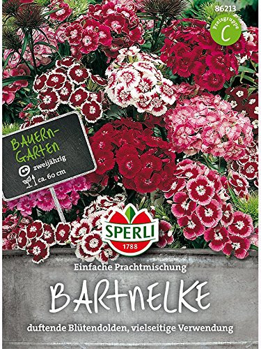 Nelke Prachtmischung (einfache Bartnelke)