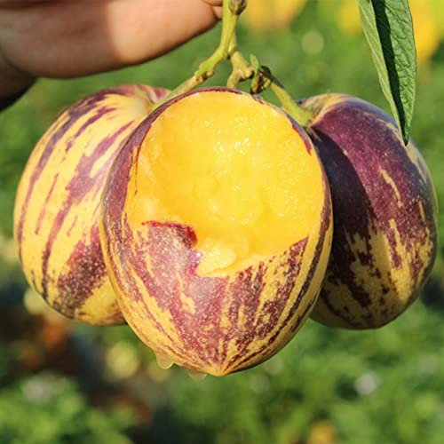 Saterkali Pepino-Samen, 50 Stück Pepino-Samen, süße Melonenfrucht, Muricatum, Bonsai, Garten-Yard-Pflanze Pepino-Samen