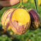 Saterkali Pepino-Samen, 50 Stück Pepino-Samen, süße Melonenfrucht, Muricatum, Bonsai, Garten-Yard-Pflanze Pepino-Samen