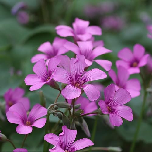 2 Pcs Oxalis Zwiebeln - Kleeblätter - frühlingsblüher zwiebeln, blumenzwiebeln mehrjährig winterhart (Oxalis triangularis) exotische zimmerpflanzen, echte pflanzen für drinnen gartenblumen,