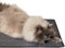Kratzmatte für Katzen - Fußmatte Sisal Kratzteppich - natürliche Sisalmatte robust - Vorleger aus 100% Sisal - Farbe: anthrazit 80 x 150 cm