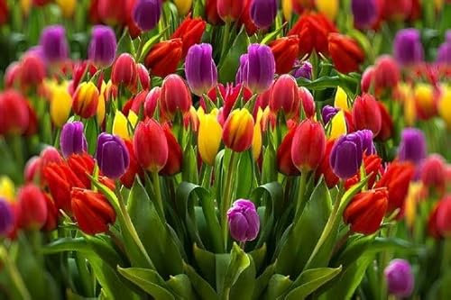 Ferrarium Tulpenvoeding 15 Stück für 15 Liter Wasser - Pflanzenpflege für Tulpen - Langfristige Frische und Schönheit