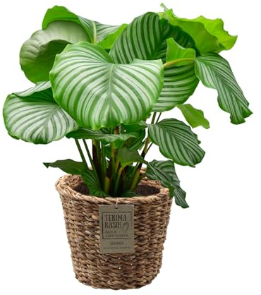 Green Me Up Set Calathea Orbifolia No. 19 im 19 cm Topf, Zimmerpflanze 70 bis 80 cm mit gestreiften Blättern, Set im geflochtenen Seegraskorb 25 cm, luftreinigende Pflanze für Wohnzimmer & Büro