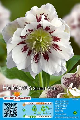 CHRISTROSEN - SPARSET : 3 RHIZOME Christrose Schneerose Lenzrose Helleborus Double Ellen_Spotted White winterhart 1 Rhizom