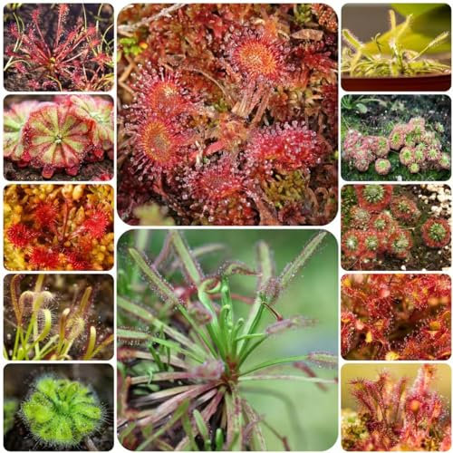 60 pcs sonnentau fleischfressende pflanze samen - dekoration zimmerpflanzen wenig lichtbedarf,Drosera capensis, herbs saat winterharte stauden mehrjährig balkon deko zimmerbonsai