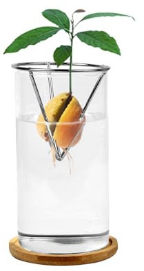 Yuecuu Avocado Samen Keimen Vase, Starter-Glasvasen Pflanzvase Wachstumsvasen für Zuhause Tisch Schreibtisch Innendekoration