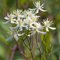 Staudenclematis Purpurea - Clematis recta