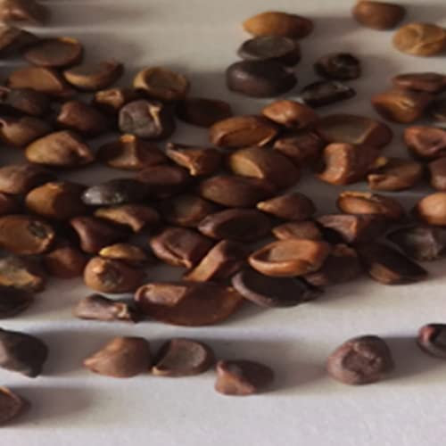 Generic Semi di orchidea, 50 pezzi/borsa Semi di orchidea Faccia di scimmia Petalo Abbellire piante Rare semi di fiori in vaso da tavolo per giardino Semi di orchidea faccia di scimmia