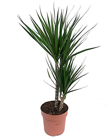 PLANTA NATURAL DRACENA MARGINATA 2 TRONCOS 70CM PERFECTA PARA INTERIOR