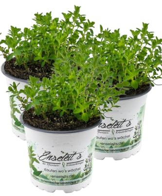 3er Set Johanniskraut Pflanze, Frische Kräuterpflanze aus Nachhaltigem Anbau