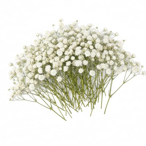 JEKUGOT 100 Pcs Dried Flowers for Crafts,Gypsophila Artificial Flowers, White Baby Breath Flower Artificial for Vase Flower Arrangement, Craft DIY, Wedding Decorations, Home, Table Centerpieces