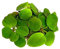 Aquarium Fan - 3 x große Amazonas-Frogbit/Limnobium laevigatum/lebende Aquarium-Pflanzen
