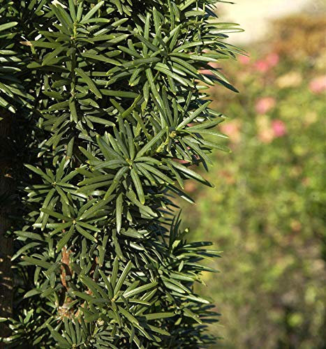 Säuleneibe 60-70cm - Taxus baccata Fastigiata Robusta - lebende Gartenpflanze aus den Baumschulen