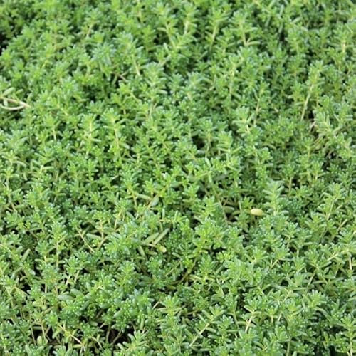 6x Rotmoos Mauerpfeffer - Sedum album ‘Coral Carpet’ - Topf 9x9cm